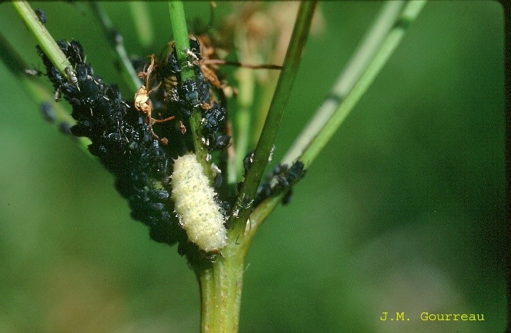 larve sphyre pucerons